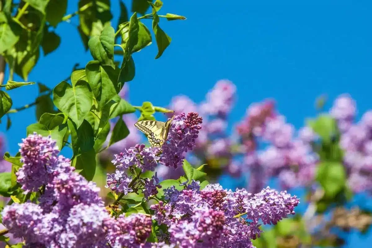 cette plante autrefois adorée est désormais interdite dans toute l’Europe