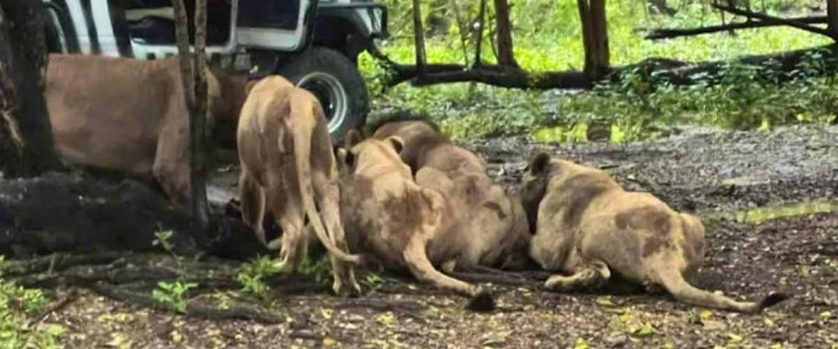 Un gardien de zoo attaqué par des lions