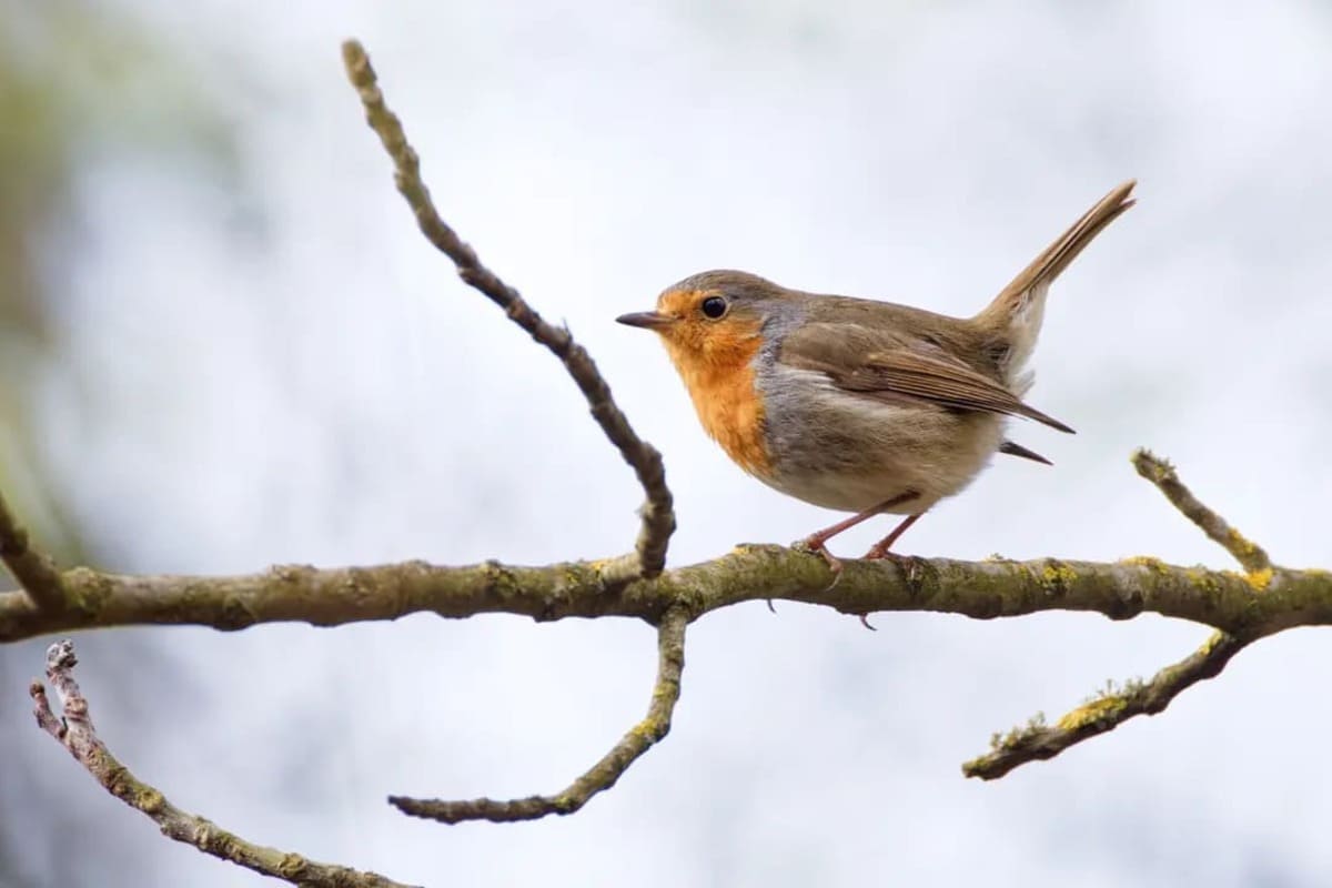 attirer les oiseaux tout l’hiver